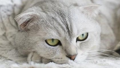 jiuyou-巴拉格：瓜帅曾拒绝巴黎尤文 欧冠不是他的硬指标